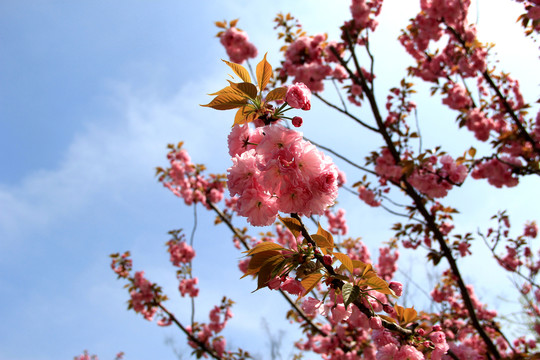 櫻花