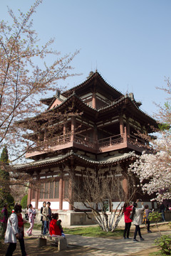 青龍寺 櫻花
