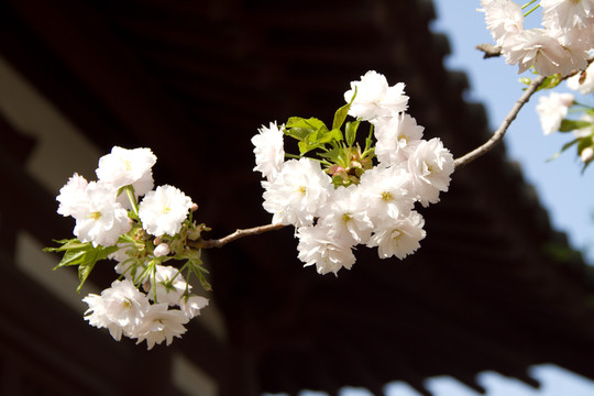 青龍寺 櫻花