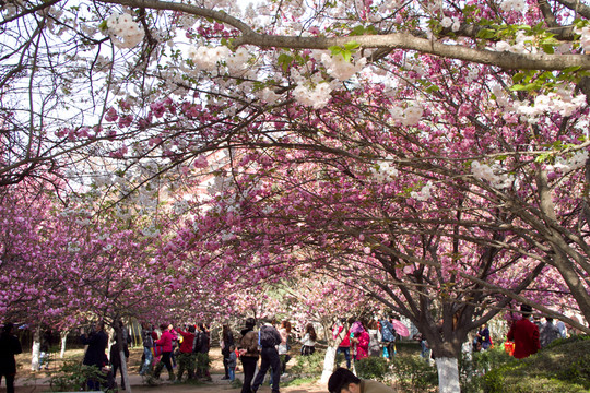 青龍寺 櫻花 游人