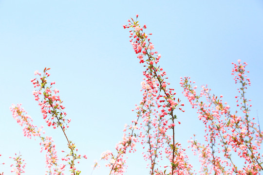 櫻花花框