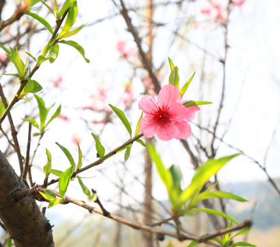 一朵桃花