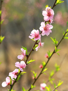 桃花