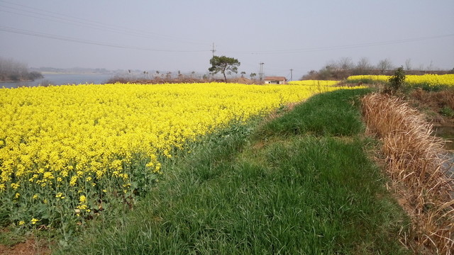 油菜花