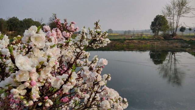 觀賞桃花