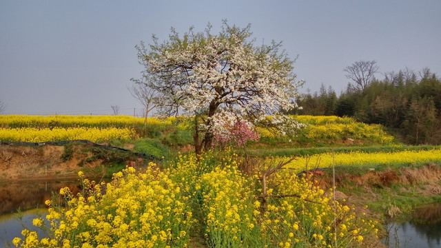油菜花與梨樹(shù)