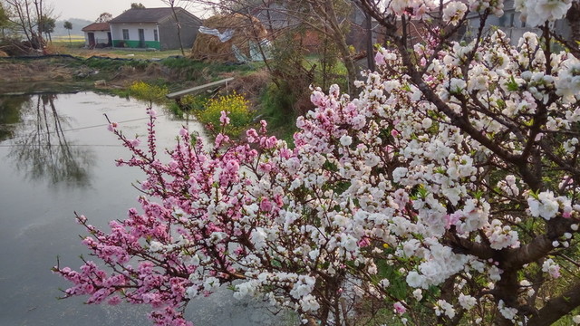 觀賞桃花