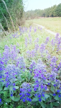 路邊的野花為誰開