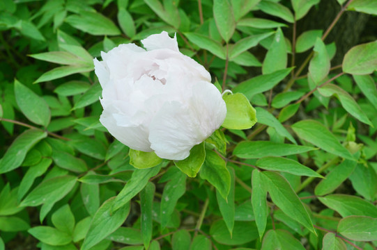 芍藥花