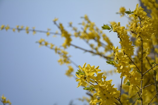 迎春花