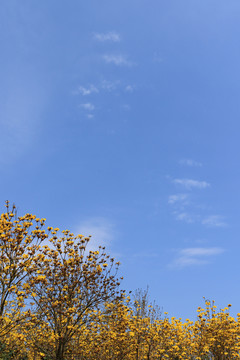 黃花風(fēng)鈴木花