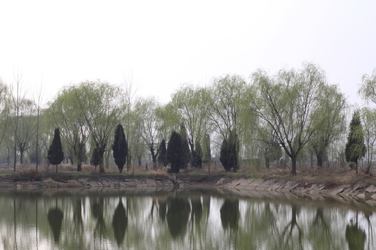湖邊楊柳