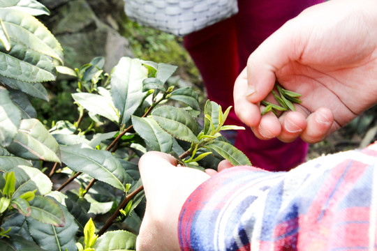 采茶 茶葉 茶園 茶場(chǎng) 茶樹