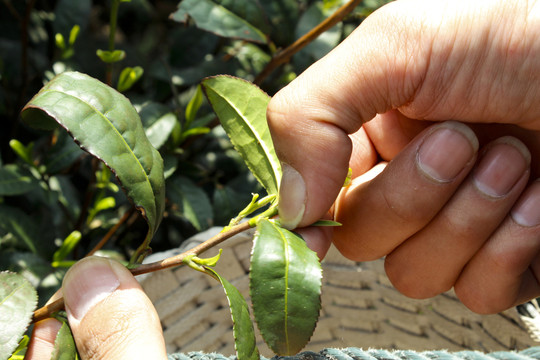 采茶 茶葉 茶園 茶場 茶樹