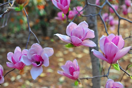 玉蘭花