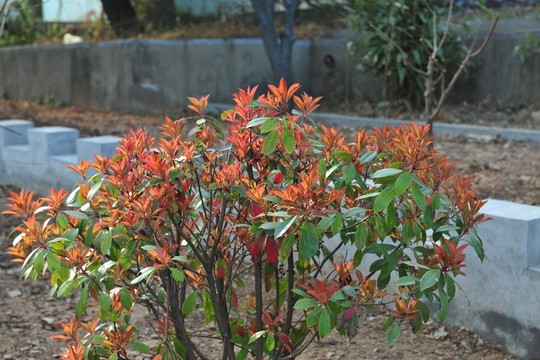 紅葉石楠