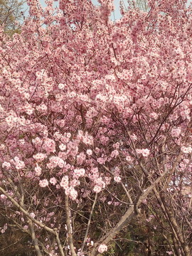 櫻花