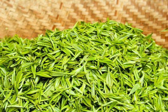 采茶 茶葉 茶園 茶場 茶樹