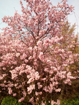 櫻花