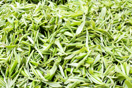 采茶 茶葉 茶園 茶場 茶樹