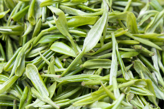 采茶 茶葉 茶園 茶場 茶樹