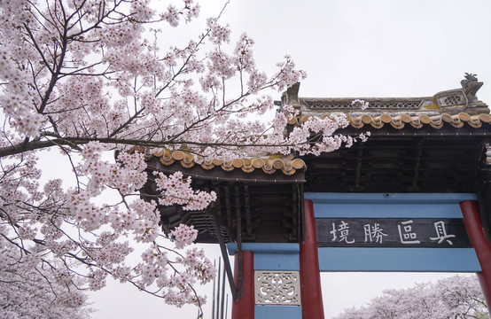 櫻花