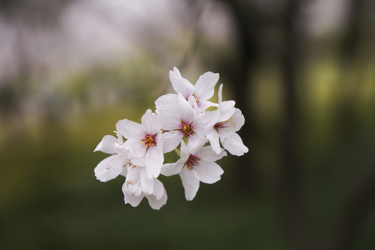 櫻花