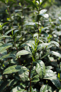 采茶 茶樹 茶葉 碧螺春