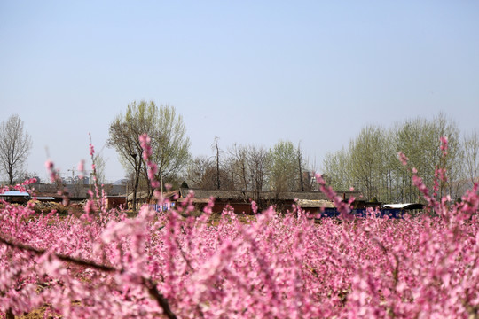 桃花