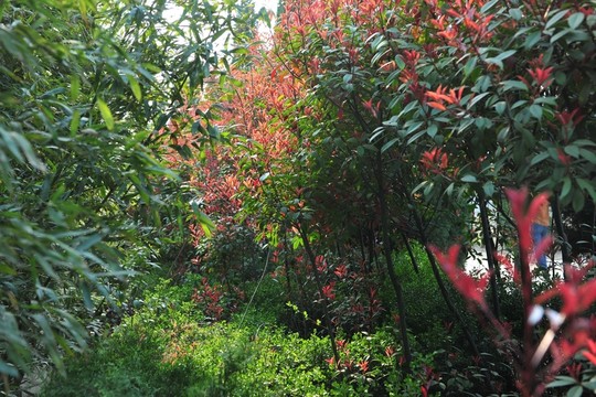 紅葉石楠