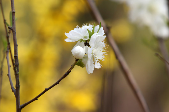 白色小花