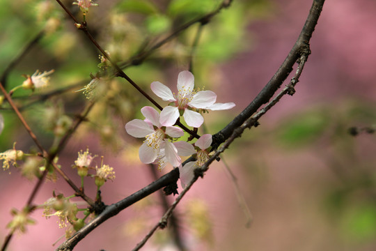 白色小花