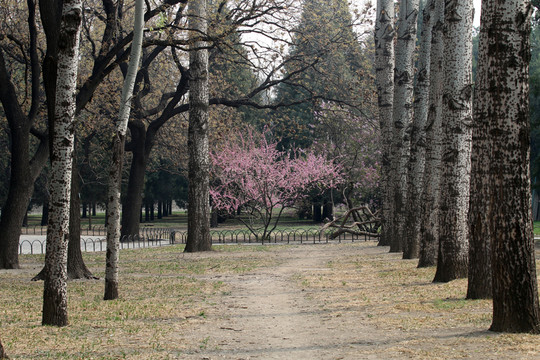 遠(yuǎn)有梅林