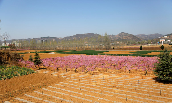 桃花圓