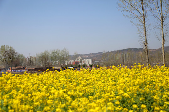 油菜花