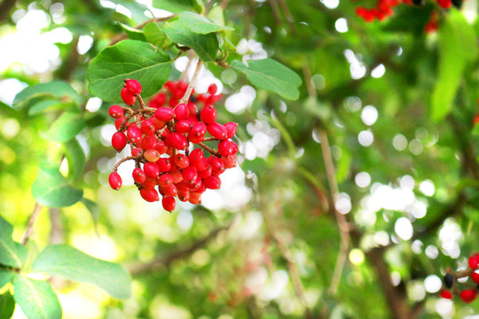 瓊花紅果實(shí)