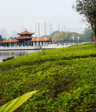涼亭 風光 景觀