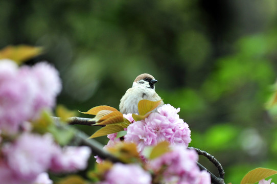 枝頭麻雀