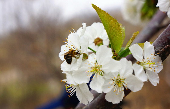 櫻桃花 蜜蜂