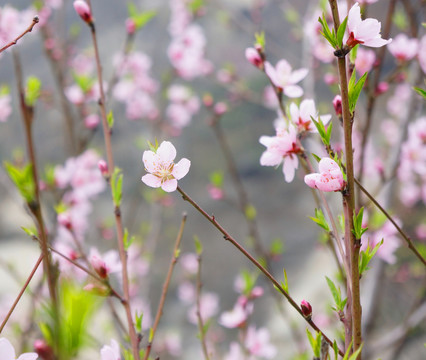 桃花林