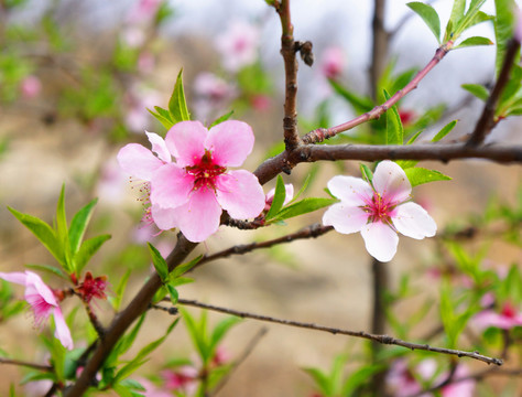 桃花