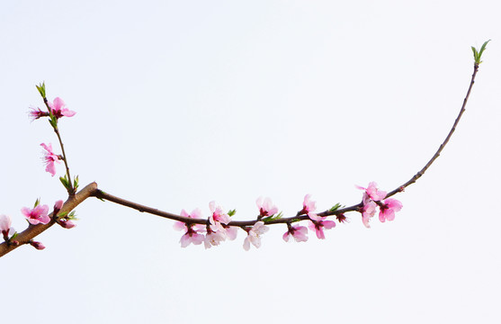 一支桃花