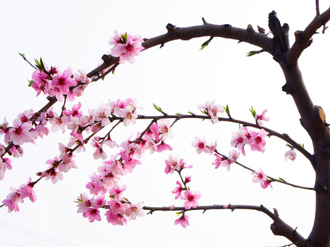 桃花枝
