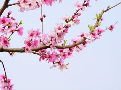 桃花