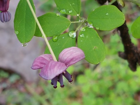 花藤 預(yù)知子花
