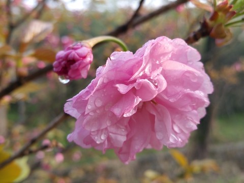 日本晚櫻 重瓣櫻花