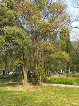 學(xué)生春游