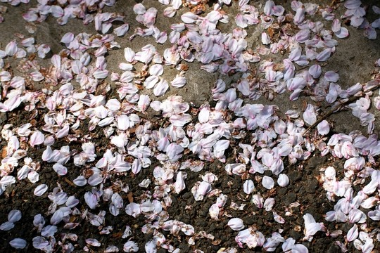 櫻花