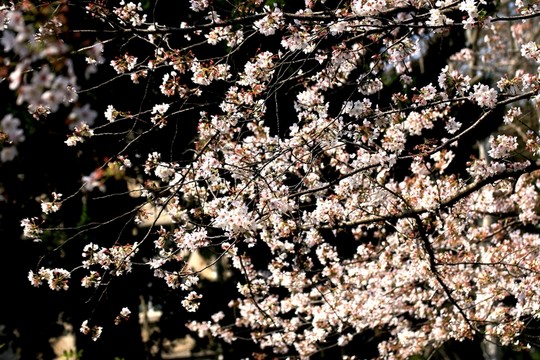 櫻花