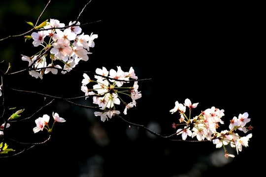 櫻花